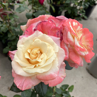 Róża wielkokwiatowa FIJI®