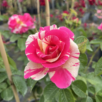 Róża pnąca CANDYLAND