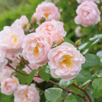 Róża angielska THE LADY OF THE LAKE®