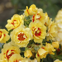 Róża okrywowa ORIENTA® AYLIN