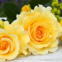 Róża pnąca SOMMERGOLD®