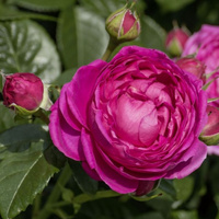 Róża wielkokwiatowa ANUSCHKA®