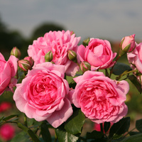 Róża pnąca SWEET LAGUNA®