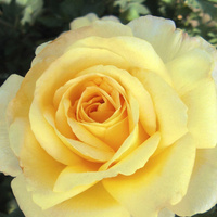 Róża wielkokwiatowa GOLDEN SILK®