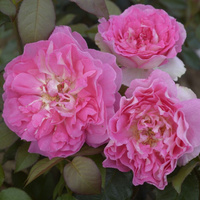 Róża wielkokwiatowa BORNEO ODORE®