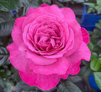 Róża wielkokwiatowa EUDORA®