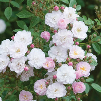 Róża pnąca LITTLE RAMBLER