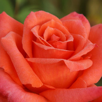 Róża wielkokwiatowa ANNE VANDERLOVE®