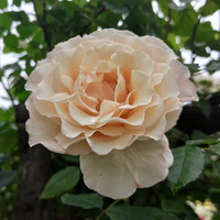 Róża pnąca ELOISE