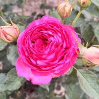 Róża pnąca PINK EDEN ROSE®