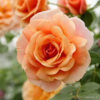 Róża pnąca PEACH MELBA®