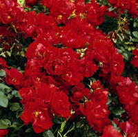 Róża okrywowa CENTRO-ROSE®